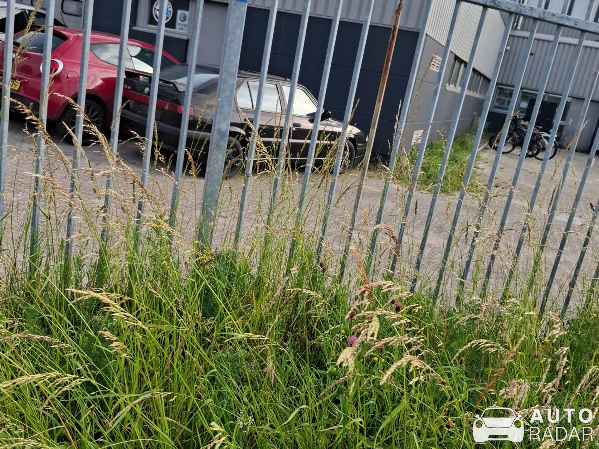 Alfa Romeo 33 spotted
