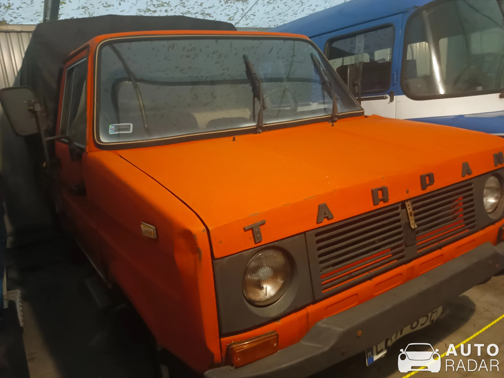FSR Tarpan spotted in Nieborów